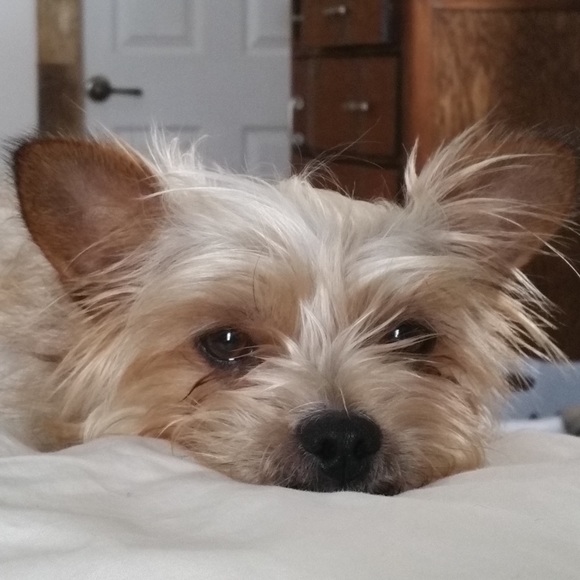 💥Meet your Posher 😁 - Picture 2 of 8